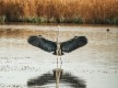 Poste d'observation des oiseaux migrateurs