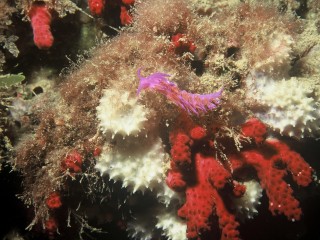 Explorez la biodiversité sous marine