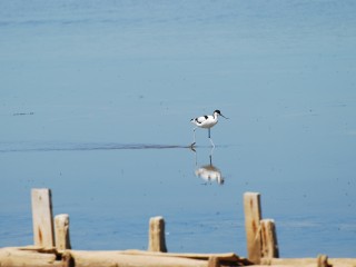 Le paradis des oiseaux