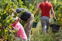 Journée vendanges