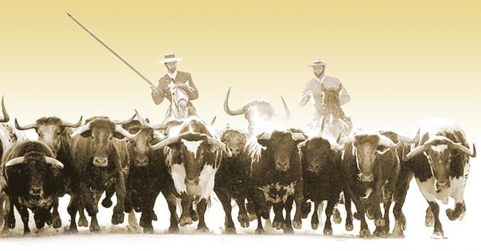 Ganadería de toros de 
