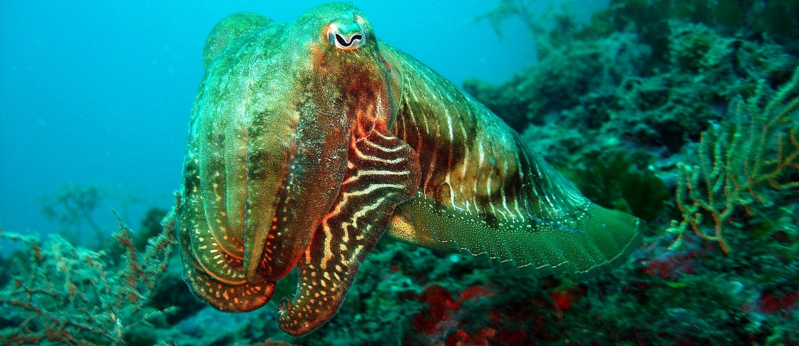 Le parc naturel marin du Golfe du Lion