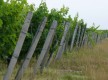 Iter Vitis - Les Chemins de la Vigne