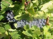 Iter Vitis - Les Chemins de la Vigne