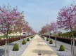 Boulevard Ronda