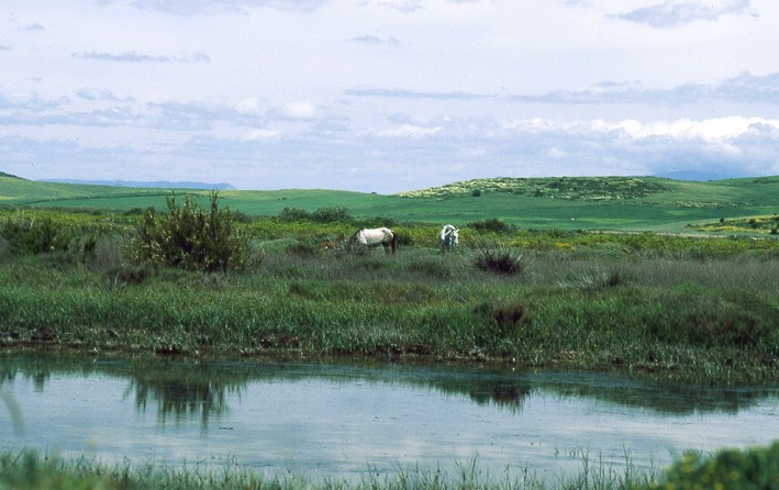 Marismas del río Barbate