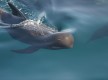 Cetáceos, túnidos y otras especies marítimas en la Costa trafalgar