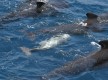 Cetáceos, túnidos y otras especies marítimas en la Costa trafalgar