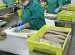 Salpesca (La Chanca)
