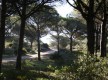 Barbate