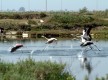 Marismas de Isla Cristina