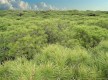 Pinares de Cartaya