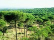 Pinares de Cartaya