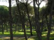 Pinares de Aljaraque