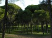 Pinares de Aljaraque