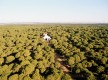 Pinares de Aljaraque