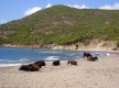 Vaches surl la Cala di Tuara