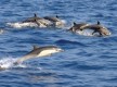 Dauphins - Bonifacio