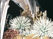 Fiestas Patronales en Honor a Nuestra Señora de la Bella y San Roque