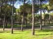 Pinares