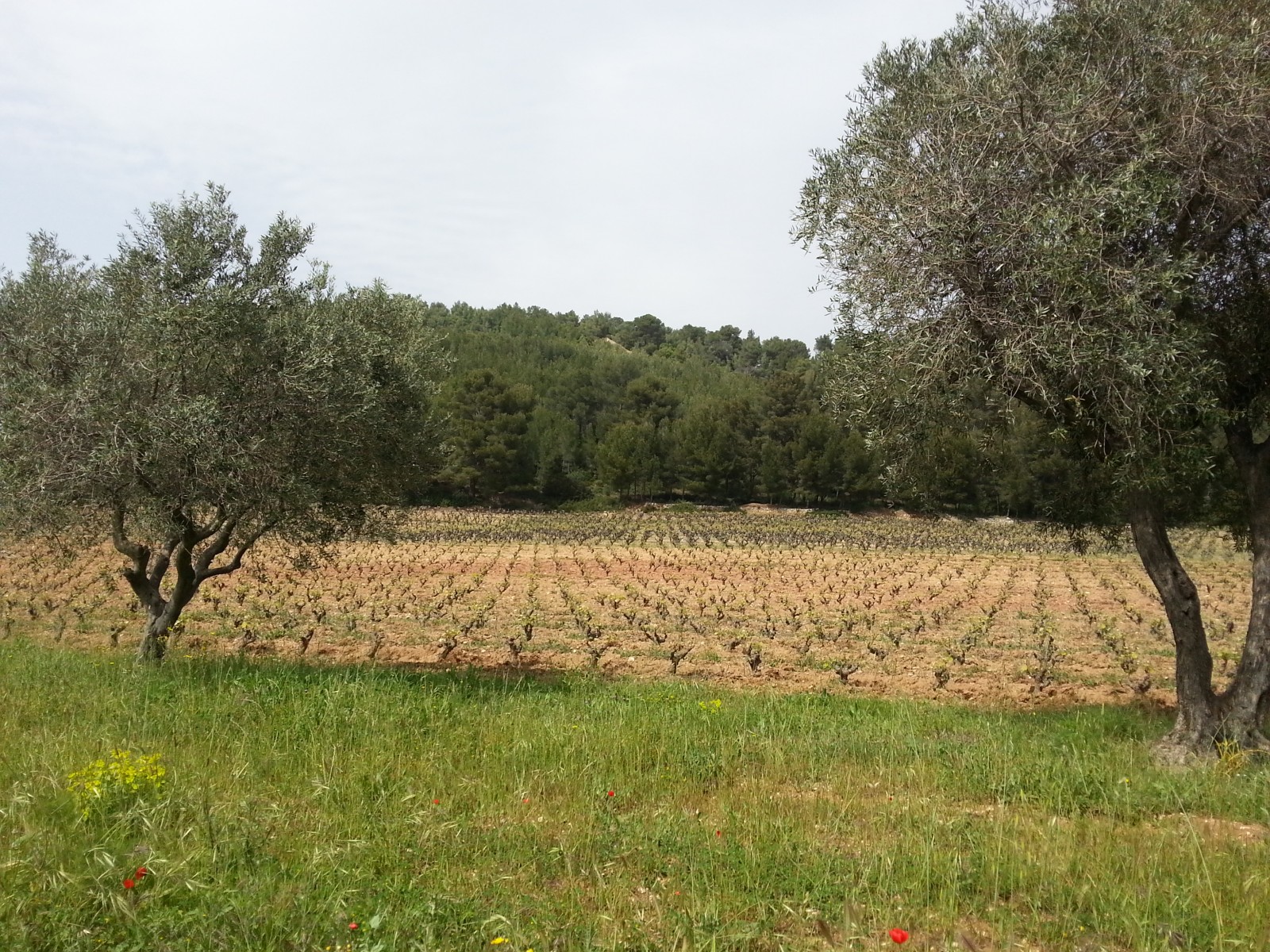 Le Sentier des Vignes