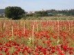 La Cadière d'Azur