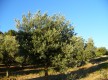 Vers le Castellet par le chemin des Puech