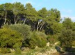 Vue sur la forêt méditerranéenne