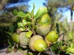 Sous l'ombre des grands pins : le chêne vert