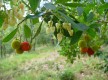 Sous l'ombre des grands pins : l'arbousier aux délicieux fruits