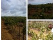 Quinta da Malaca