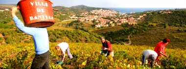 Les caves de Banyuls
