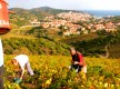 Les caves de Banyuls