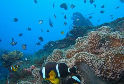 Plongée sous marine