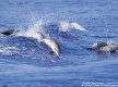 Baleines et dauphins