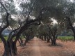 Allée d'oliviers le long du GR51