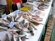 Vente à quai / pêche du jour