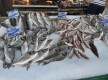 Vente à quai / pêche du jour