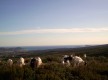 Chèvres avec vue mer