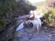 Chèvres au bord d'un ruisseau