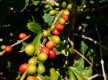 Coffee Plantation School / Fincas los Castaños