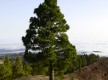 Pinos de Gáldar