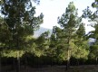 Pinos de Gáldar