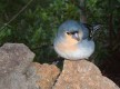 Pinzón (Foto cedida por la Fundación Reserva de la Biosfera La Palma)