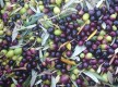 Domaine Souviou/Production d'huile d'olive