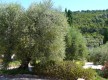 Domaine Souviou/Production d'huile d'olive