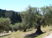 Domaine Souviou/Production d'huile d'olive