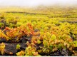 Bodegas Llanovid (Teneguía)