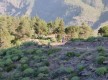 Sendero “El Risco – Casa de Tirma (Tamadaba)”