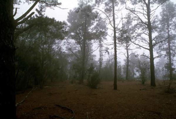 Reserva Natural Especial El Brezal